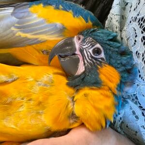 Socialisatie bij een papegaai dl 1