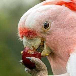 Basiscursus voor een papegaai, parkiet of kaketoe
