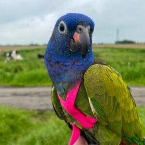 Socialisatie bij een papegaai dl 2