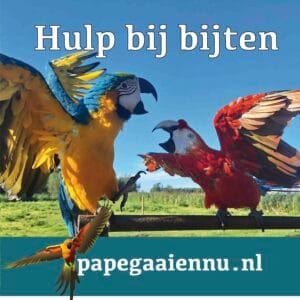 Bijten op locatie in Den Haag!